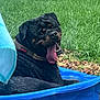 dog, rottweiler, wet, tongue_out, pool, blue_pool, grass, fence, outdoor, pet, animal, summer, happy, canine, playful, water, tongue, resting, backyard, fun