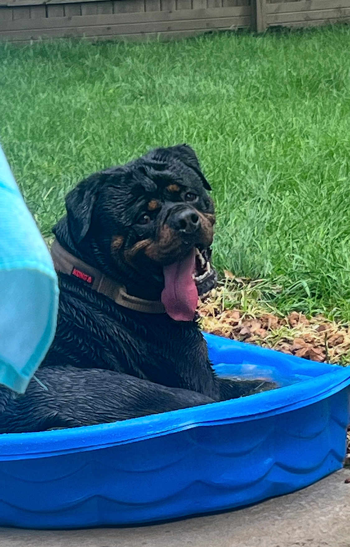 Omen joined the competition — help win amazing prizes! dog, rottweiler, wet, tongue_out, pool, blue_pool, grass, fence, outdoor, pet, animal, summer, happy, canine, playful, water, tongue, resting, backyard, fun