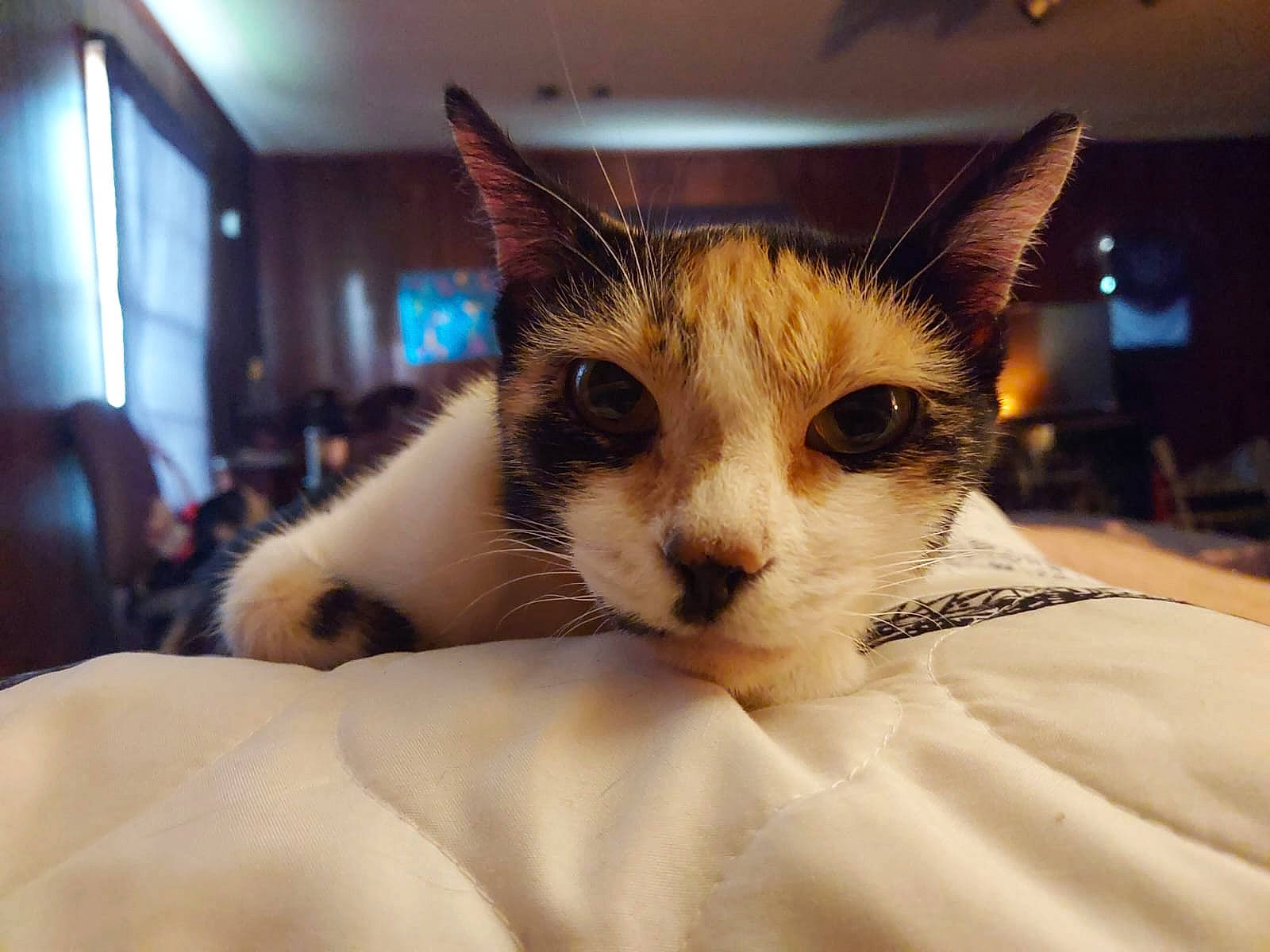 Dulce is registered to the contest to win money with this photo: carnivore, cat, claw, comfort, domestic_short_haired_cat, felidae, fur, linens, nap, paw, small_to_medium_sized_cats, snout, tail, whiskers