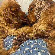 Noisette Et Emeraude participe au concours pour gagner de l'argent avec cette photo : dog, golden_retriever, pets, snuggling, close_up, fluffy, fur, indoor, resting, brown, cute, animal, companion, friendship, cozy, sleeping, bed, blanket, pair, calm