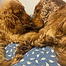 animal, bed, blanket, brown, calm, close_up, companion, cozy, cute, dog, fluffy, friendship, fur, golden_retriever, indoor, pair, pets, resting, sleeping, snuggling