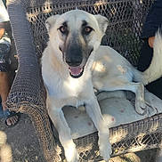 Bebe is registered to the contest to win money with this photo: animal, canine, companion, cushion, daylight, dog, friendship, fur, grass, happy, leisure, nature, outdoor, paw, pet, relaxing, smiling, sunlight, tail, wicker_chair