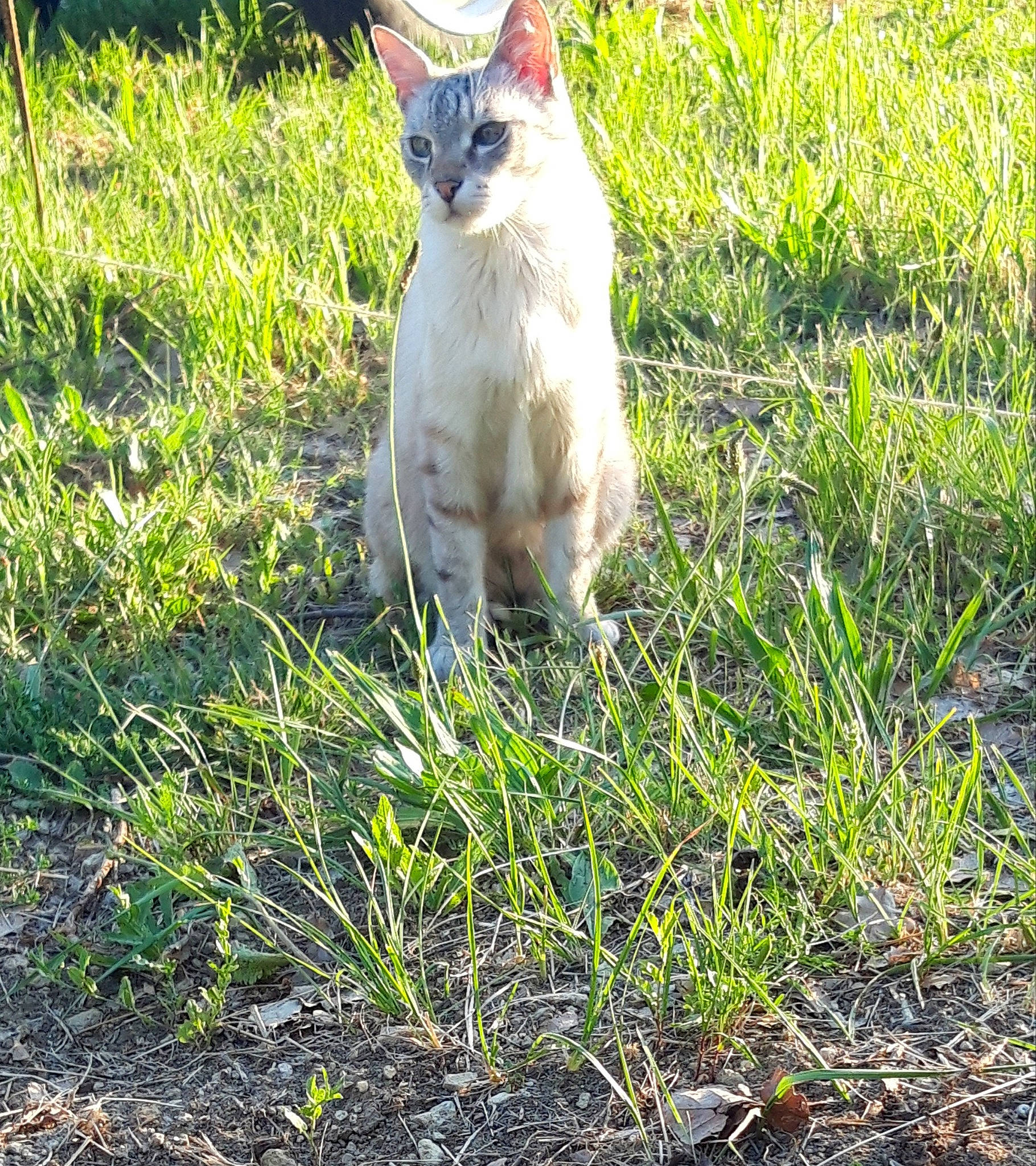 Léon participe au concours pour gagner de l'argent avec cette photo : carnivore, cat, domestic_short_haired_cat, fawn, felidae, fur, grass, grass_family, grassland, groundcover, herbaceous_plant, pasture, plant, sitting, small_to_medium_sized_cats, snout, tail, terrestrial_animal, tree, whiskers