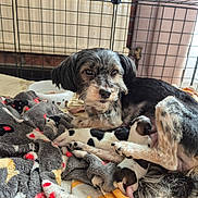 Rocaille participe au concours pour gagner de l'argent avec cette photo : dog, puppies, blanket, cage, indoor, animal_mother, newborn, pet, fur, resting, cute, domestic_animal, sleeping, cozy, mammal, companionship, love, family, nest, comfort