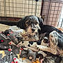 dog, puppies, blanket, cage, indoor, animal_mother, newborn, pet, fur, resting, cute, domestic_animal, sleeping, cozy, mammal, companionship, love, family, nest, comfort