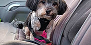 Rocaille a rejoint le concours — aidez-le/la à gagner de superbes lots ! dog, pet, car_interior, car_seat, seatbelt, harness, small_dog, fur, animal, window, restraint, cute, looking_at_camera, indoor, transportation, seat, vehicle, leash, companion, travel