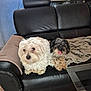 dog, pets, couch, leather, blanket, indoor, fur, cute, small_dog, white_dog, gray_dog, tongue, floor, table, bottle, relaxing, companion, household, fur_texture, two_dogs