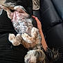 dog, pet, lap, couch, relaxing, small_dog, belly_up, fur, paw, human_hand, black_clothing, indoor, resting, cute, animal, companion, snuggle, cozy, domestic, canine