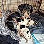 dog, puppy, animal, pet, nursing, mother, cage, blanket, cushion, floor, indoor, fur, cute, resting, sleeping, black, white, brown, soft, cozy