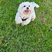 Sam a rejoint le concours — aidez-le/la à gagner de superbes lots ! dog, white_dog, fluffy, grass, outdoor, pet, happy, tongue_out, small_dog, cute, animal, nature, playful, leash, canine, summer, greenery, fur, companion, smiling