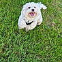 dog, white_dog, fluffy, grass, outdoor, pet, happy, tongue_out, small_dog, cute, animal, nature, playful, leash, canine, summer, greenery, fur, companion, smiling