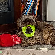 Ryder is registered to the contest to win money with this photo: dog, toy, green_toy, plush_toy, carpet, bookshelf, books, indoor, pet, brown_dog, fluffy, lying_down, mouth_holding, red_toy, checkered_toy, home, floor, furniture, cute, animal