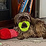 dog, toy, green_toy, plush_toy, carpet, bookshelf, books, indoor, pet, brown_dog, fluffy, lying_down, mouth_holding, red_toy, checkered_toy, home, floor, furniture, cute, animal