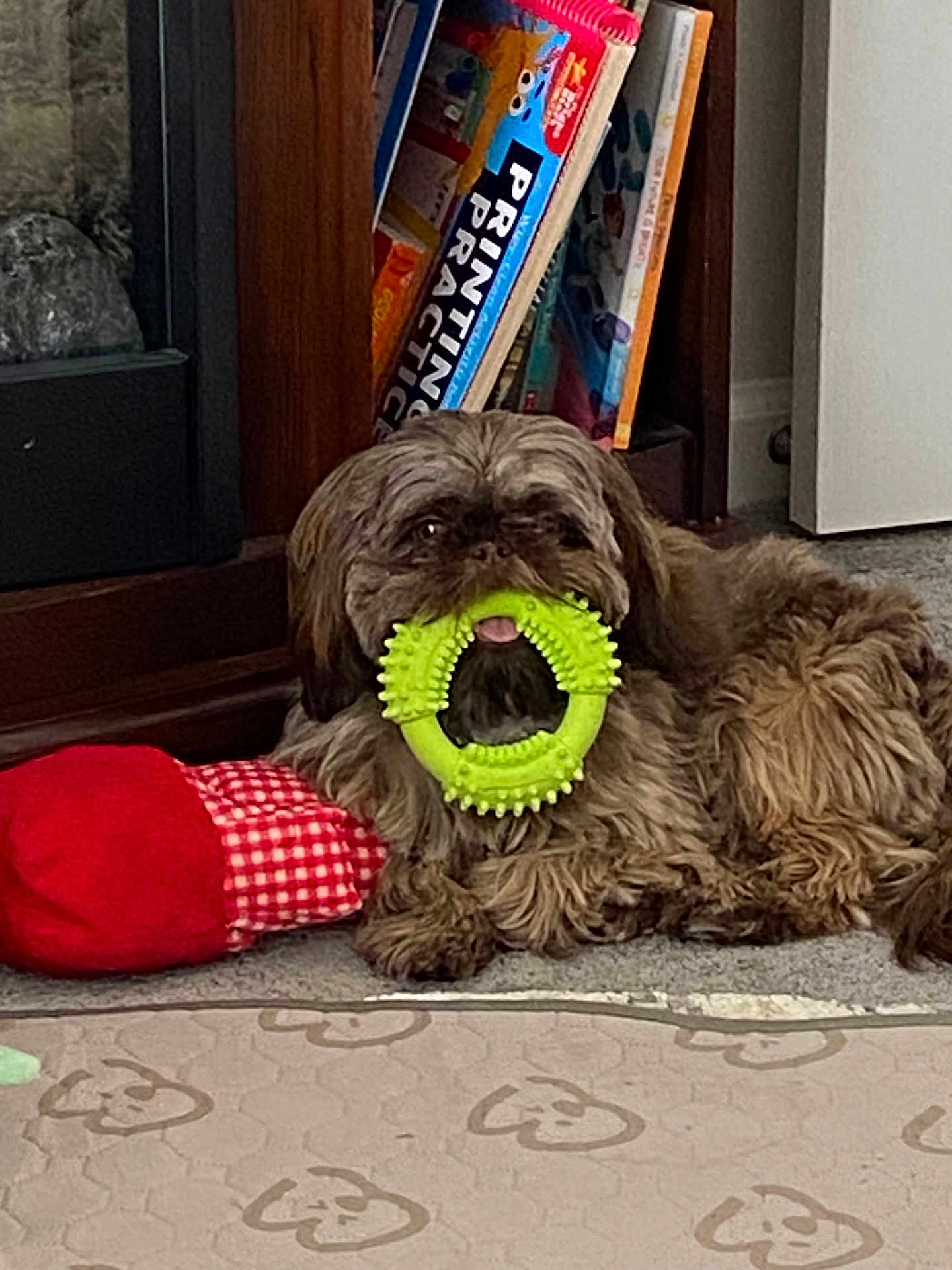 Ryder is registered to the contest to win money with this photo: dog, toy, green_toy, plush_toy, carpet, bookshelf, books, indoor, pet, brown_dog, fluffy, lying_down, mouth_holding, red_toy, checkered_toy, home, floor, furniture, cute, animal