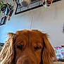 dog, golden_retriever, close_up, indoor, plant, hanging_plant, wall, sign, cozy, pet, animal, brown_fur, nose, ears, home, relaxing, portrait, furniture, casual, sleepy