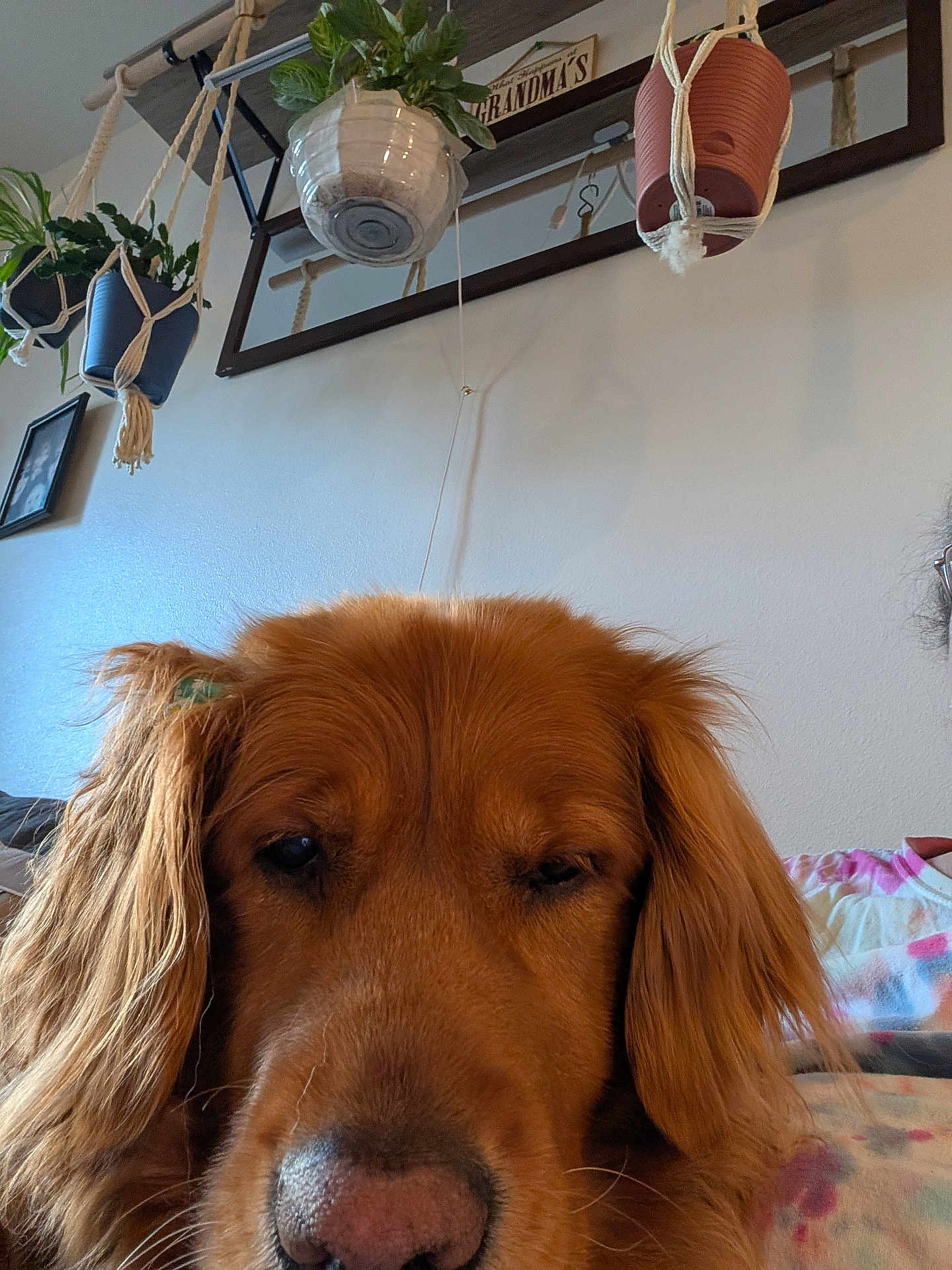 Molly Lynne is registered to the contest to win money with this photo: dog, golden_retriever, close_up, indoor, plant, hanging_plant, wall, sign, cozy, pet, animal, brown_fur, nose, ears, home, relaxing, portrait, furniture, casual, sleepy