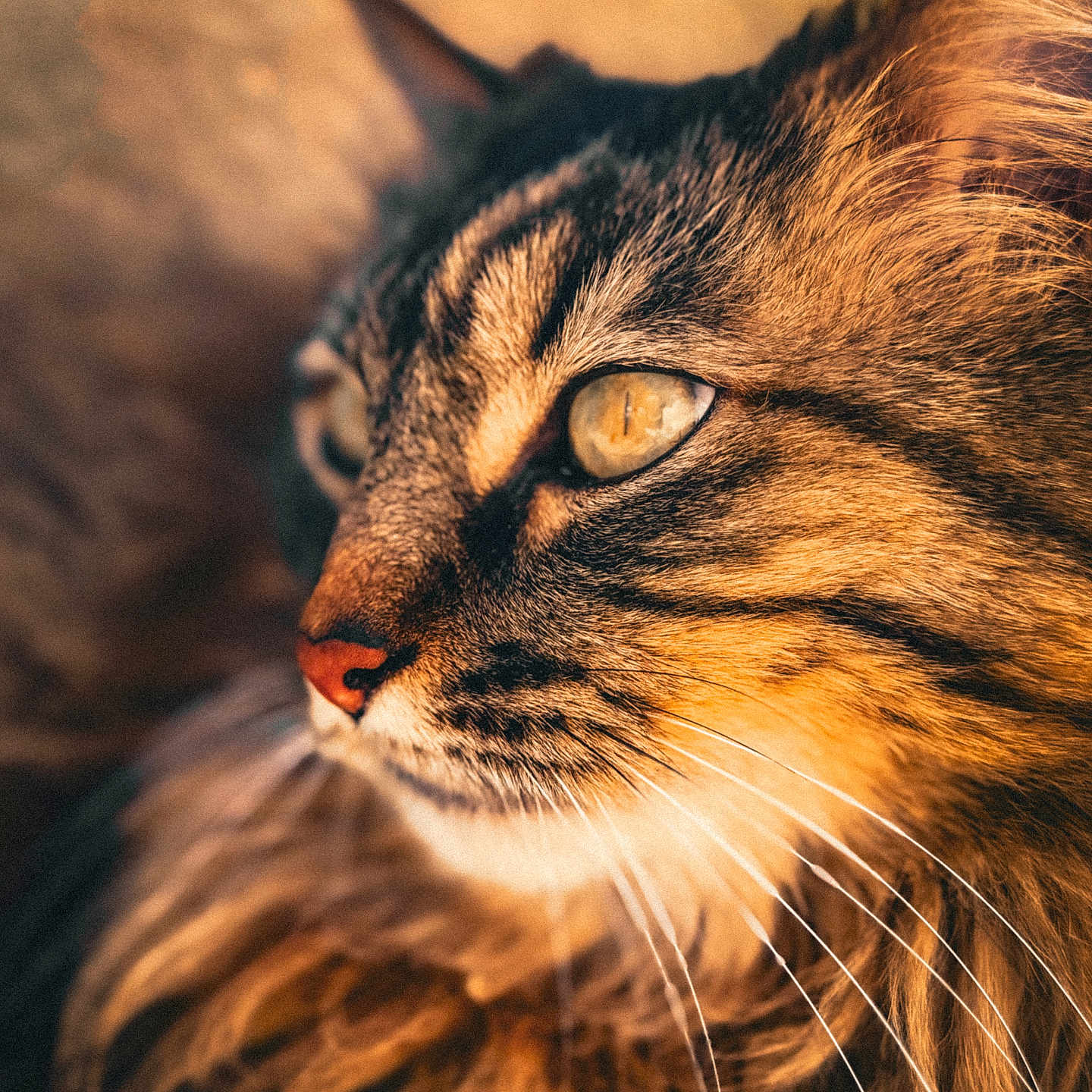 Simba a rejoint le concours — aidez-le/la à gagner de superbes lots ! animal, cat, close_up, cute, domestic_cat, eyes, face, feline, fur, golden_hour, looking_away, mammal, nature, pet, portrait, profile, soft_light, tabby, warm_colors, whiskers