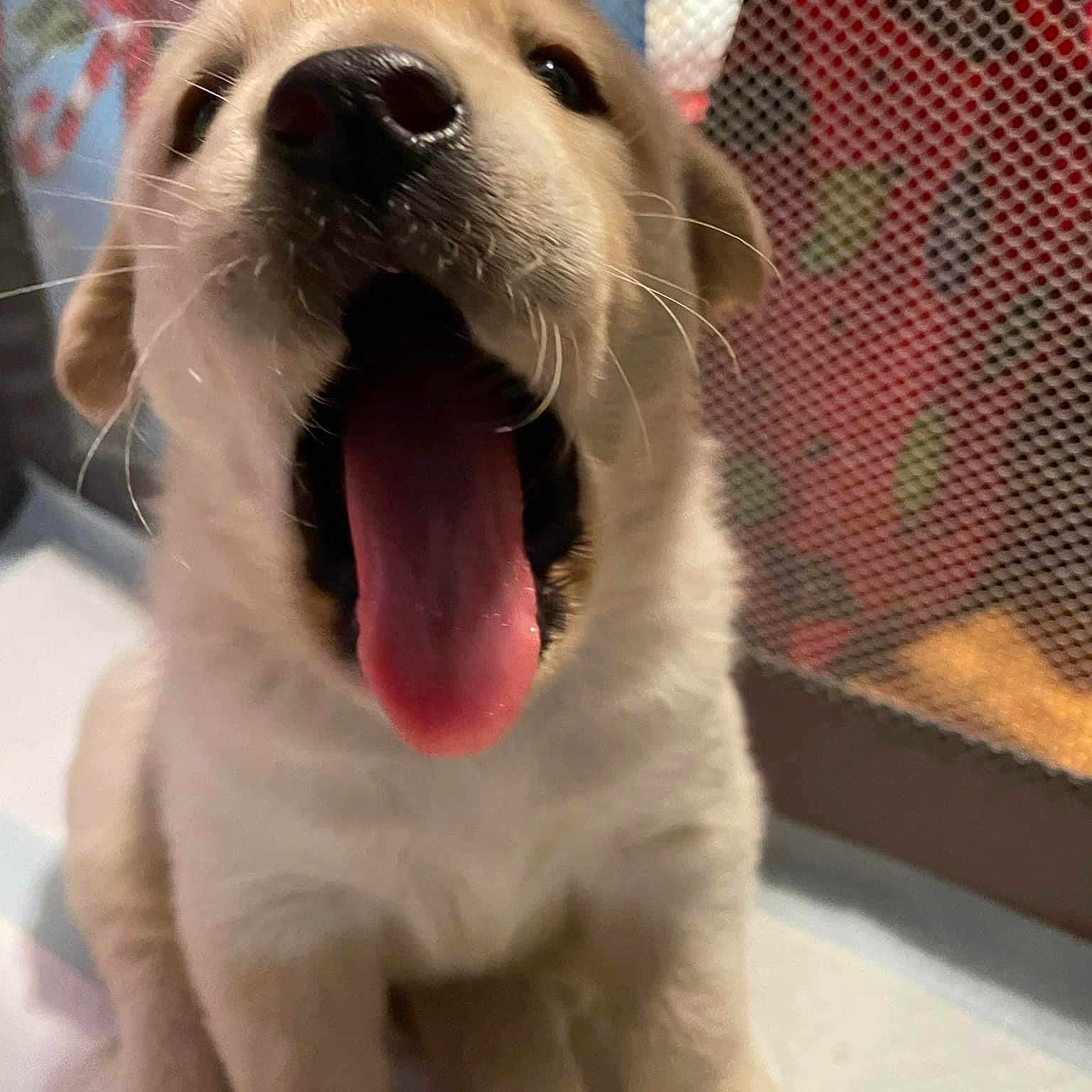 Tt is registered to the contest to win money with this photo: carnivore, collar, companion_dog, dog, dog_breed, ear, fang, fawn, fur, happy, jaw, nose, paw, pet_supply, smile, snout, terrestrial_animal, whiskers, working_animal, yawn