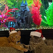 Tinker Bell And Milo is registered to the contest to win money with this photo: cat, orange_cat, gray_cat, santa_hat, cat_tree, aquarium, fish_tank, castle_decoration, green_plants, red_plants, pet, animal, feline, holiday, christmas, indoor, relaxed, cute, two_cats, festive