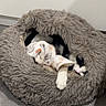 Foxy participe au concours pour gagner de l'argent avec cette photo : cat, pet_bed, blanket, indoor, sleeping, cozy, furry, black_and_white, animal, resting, soft, cute, domestic, floor, quiet, peaceful, comfortable, relaxed, home, small_space