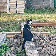 Foxy participe au concours pour gagner de l'argent avec cette photo : cat, black_and_white_cat, wooden_beam, garden, backyard, grass, soil, fence, shed, construction_materials, outdoor, nature, animal, pet, curious, sitting, daylight, leash, rustic, wood