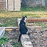cat, black_and_white_cat, wooden_beam, garden, backyard, grass, soil, fence, shed, construction_materials, outdoor, nature, animal, pet, curious, sitting, daylight, leash, rustic, wood