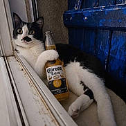 Foxy participe au concours pour gagner de l'argent avec cette photo : animal, beer_bottle, black_and_white, blue_door, casual, cat, corona_extra, cozy, curious_eyes, domestic, feline, indoors, laying_down, paw, pet, relaxed, resting, window_frame, windowsill, wooden