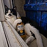 animal, beer_bottle, black_and_white, blue_door, casual, cat, corona_extra, cozy, curious_eyes, domestic, feline, indoors, laying_down, paw, pet, relaxed, resting, window_frame, windowsill, wooden