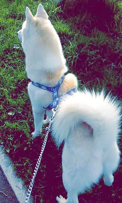 Isko participe au concours pour gagner de l'argent avec cette photo : canidae, carnivore, collar, companion_dog, dog, dog_breed, dog_collar, dog_supply, electric_blue, fashion_accessory, fawn, fur, leash, non_sporting_group, paw, pet_supply, plant, sporting_group, tail, tracking_trial