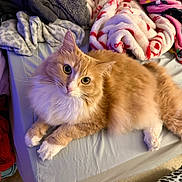 Marshmallow joined the competition — help win amazing prizes! animal, bed, blanket, cat, clothes, cozy, curious, cute, domestic, feline, fluffy, fur, indoor, lying_down, orange_cat, pet, relaxed, soft_texture, whiskers, white_fur