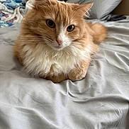 Marshmallow is registered to the contest to win money with this photo: cat, orange_cat, white_fur, fluffy, bed, bedding, pillow, blanket, resting, indoor, pet, animal, fur, cute, whiskers, ears, face, looking, soft, cozy