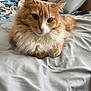 cat, orange_cat, white_fur, fluffy, bed, bedding, pillow, blanket, resting, indoor, pet, animal, fur, cute, whiskers, ears, face, looking, soft, cozy