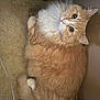 Marshmallow is registered to the contest to win money with this photo: cat, orange_cat, white_fur, fluffy, pet, indoor, carpet, curious, whiskers, tail, animal, feline, cute, relaxed, looking_up, domestic_cat, soft_fur, cozy, home, resting