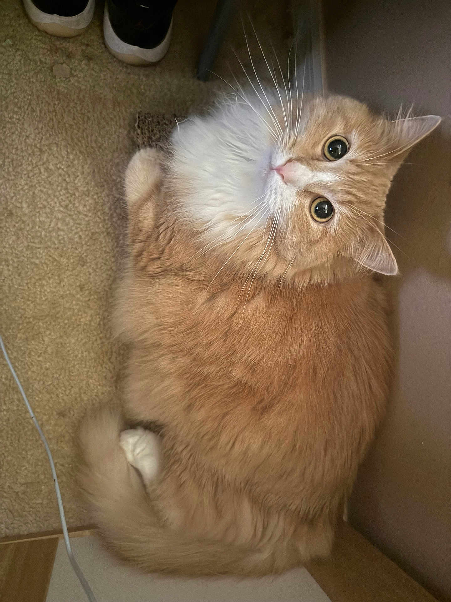 Marshmallow is registered to the contest to win money with this photo: cat, orange_cat, white_fur, fluffy, pet, indoor, carpet, curious, whiskers, tail, animal, feline, cute, relaxed, looking_up, domestic_cat, soft_fur, cozy, home, resting