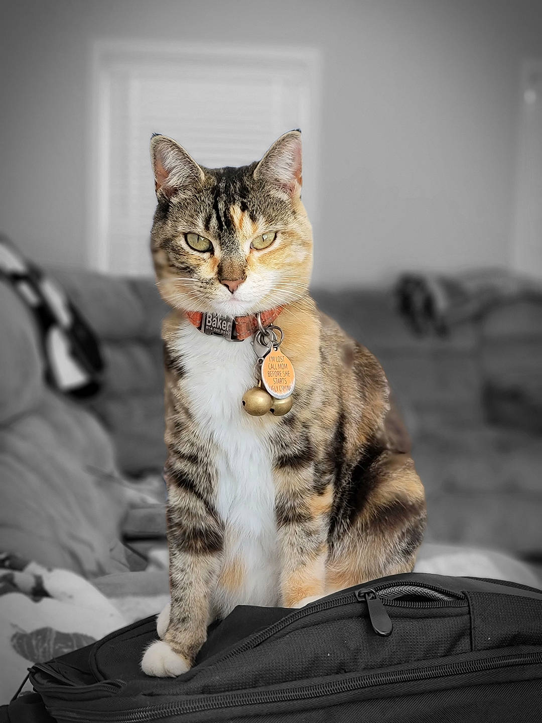 Baker joined the competition — help win amazing prizes! carnivore, cat, comfort, domestic_short_haired_cat, felidae, fur, paw, sitting, small_to_medium_sized_cats, snout, tail, terrestrial_animal, whiskers