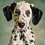 Oreo a rejoint le concours — aidez-le/la à gagner de superbes lots ! dalmatian, dog, puppy, portrait, animal, pet, black_and_white, spotted, ears, fur, face, eyes, nose, whiskers, close_up, studio, background, canine, cute, young