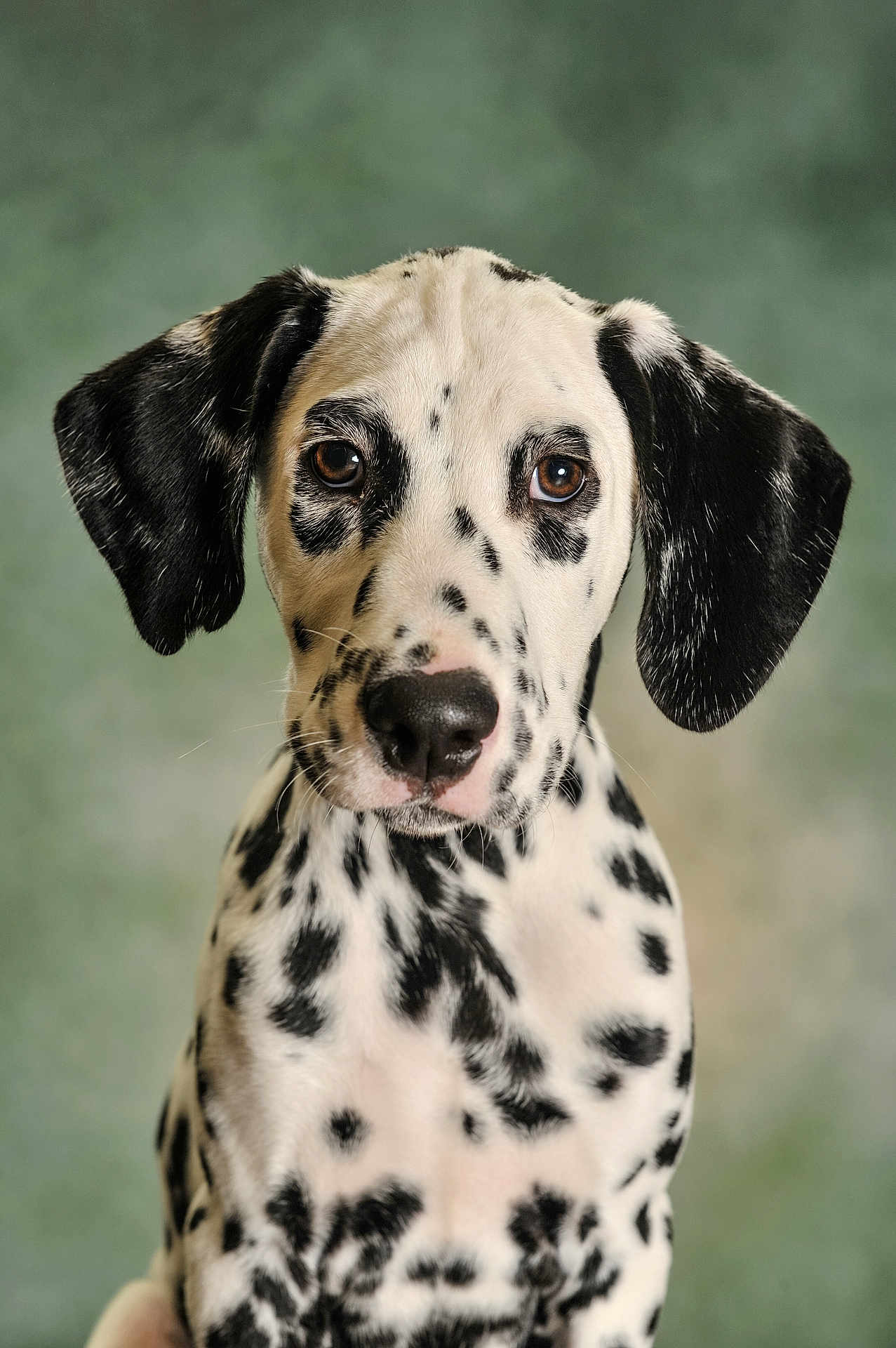 Oreo a rejoint le concours — aidez-le/la à gagner de superbes lots ! dalmatian, dog, puppy, portrait, animal, pet, black_and_white, spotted, ears, fur, face, eyes, nose, whiskers, close_up, studio, background, canine, cute, young
