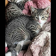 Nevaeh is registered to the contest to win money with this photo: kitten, cat, tabby, sleeping, curious, blanket, pink, cardboard_box, fur, whiskers, pet, animal, cozy, indoor, cute, resting, soft, young, domestic, snuggling