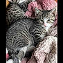 kitten, cat, tabby, sleeping, curious, blanket, pink, cardboard_box, fur, whiskers, pet, animal, cozy, indoor, cute, resting, soft, young, domestic, snuggling