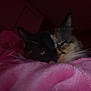 Thor is registered to the contest to win money with this photo: cat, calico_cat, blanket, pink, sleeping, cozy, feline, whiskers, indoor, dark, soft_texture, resting, fur, pet, comfort, closeup, animal, quiet, night, relaxation