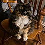 cat, calico, fluffy, sitting, wooden_chair, green_eyes, indoor, furniture, floor, domestic_animal, pet, whiskers, fur, cute, animal, looking_at_camera, household, cozy, brown, tabby