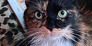 Thor is registered to the contest to win money with this photo: cat, tortoiseshell, animal, pet, fur, whiskers, eyes, close_up, indoor, leopard_print, fabric, wood, frame, curious, feline, mammal, portrait, sitting, face, cute