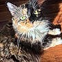 cat, tortoiseshell, fluffy, green_eyes, whiskers, sunlight, wooden_floor, pet, domestic_animal, close_up, fur, animal, cute, indoor, relaxed, mammal, face, portrait, looking_up, feline
