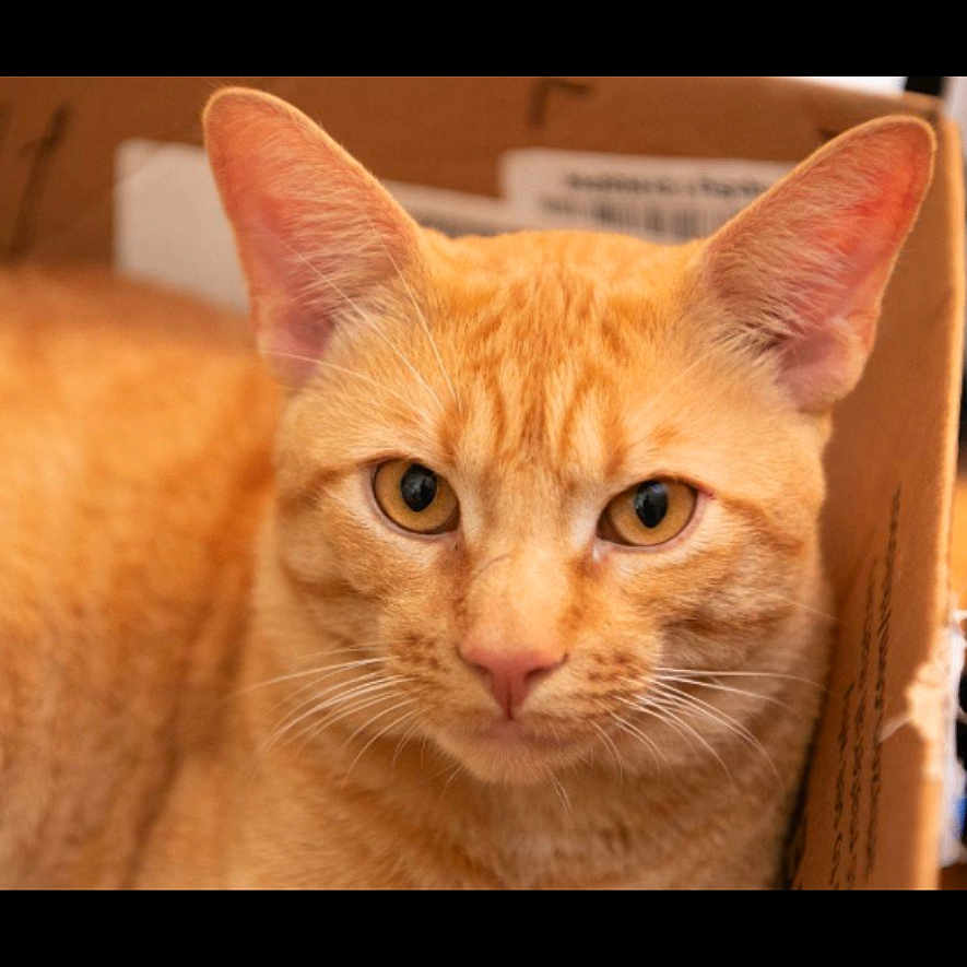 Simba joined the competition — help win amazing prizes! alert, animal, box, cat, close_up, curious, cute, domestic_animal, ears, eyes, face, feline, fur, indoor, mammal, orange_tabby, pet, portrait, relaxed, whiskers