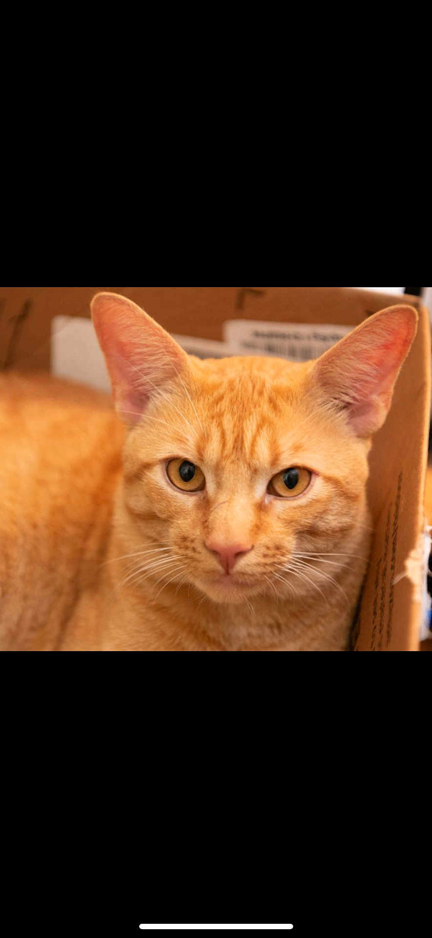 Simba joined the competition — help win amazing prizes! cat, orange_tabby, pet, animal, feline, whiskers, ears, close_up, box, curious, indoor, cute, mammal, fur, portrait, domestic_animal, face, relaxed, alert, eyes