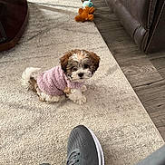 Ivy Rose joined the competition — help win amazing prizes! puppy, dog, indoor, carpet, rug, toy, plush_toy, sweater, clothing, footwear, shoe, floor, couch, leather_couch, wood_floor, furniture, pet, small_dog, sitting, cozy