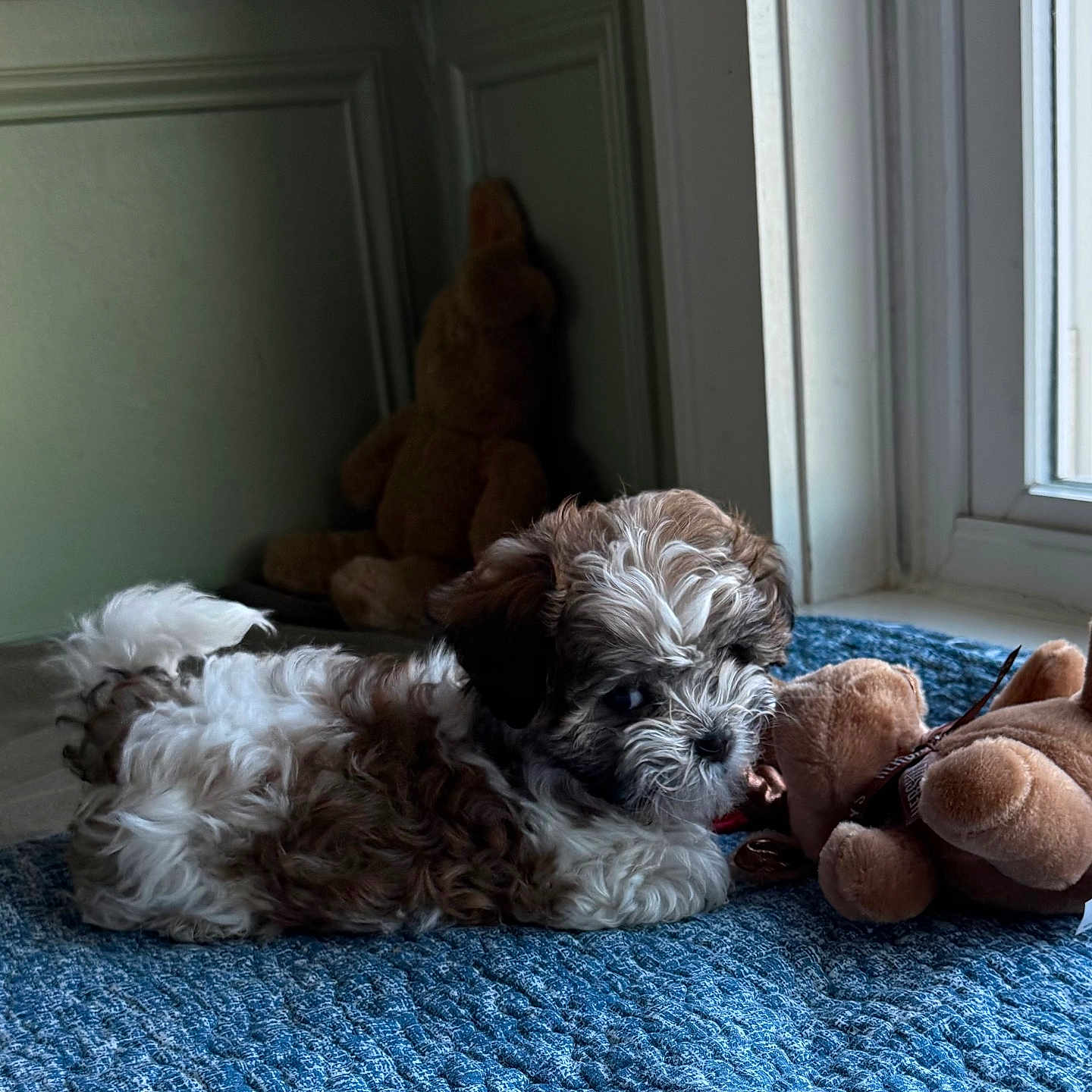 Ivy Rose joined the competition — help win amazing prizes! blanket, blue, brown, corner, cozy, curly_fur, cute, dog, floor, indoor, lying_down, pet, plush_toy, puppy, relaxed, small_dog, soft_light, teddy_bear, white, window