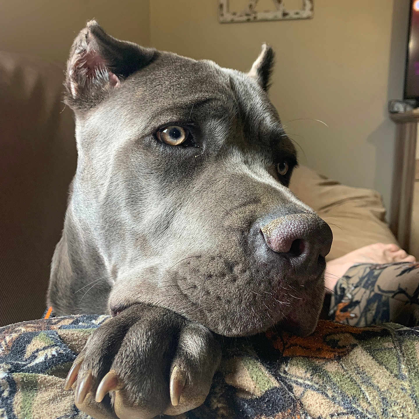 Diesel is registered to the contest to win money with this photo: animal, blanket, closeup, couch, dog, ears, expression, face, fur, gray, indoor, light, nose, paw, pet, portrait, relaxed, resting, texture, whiskers