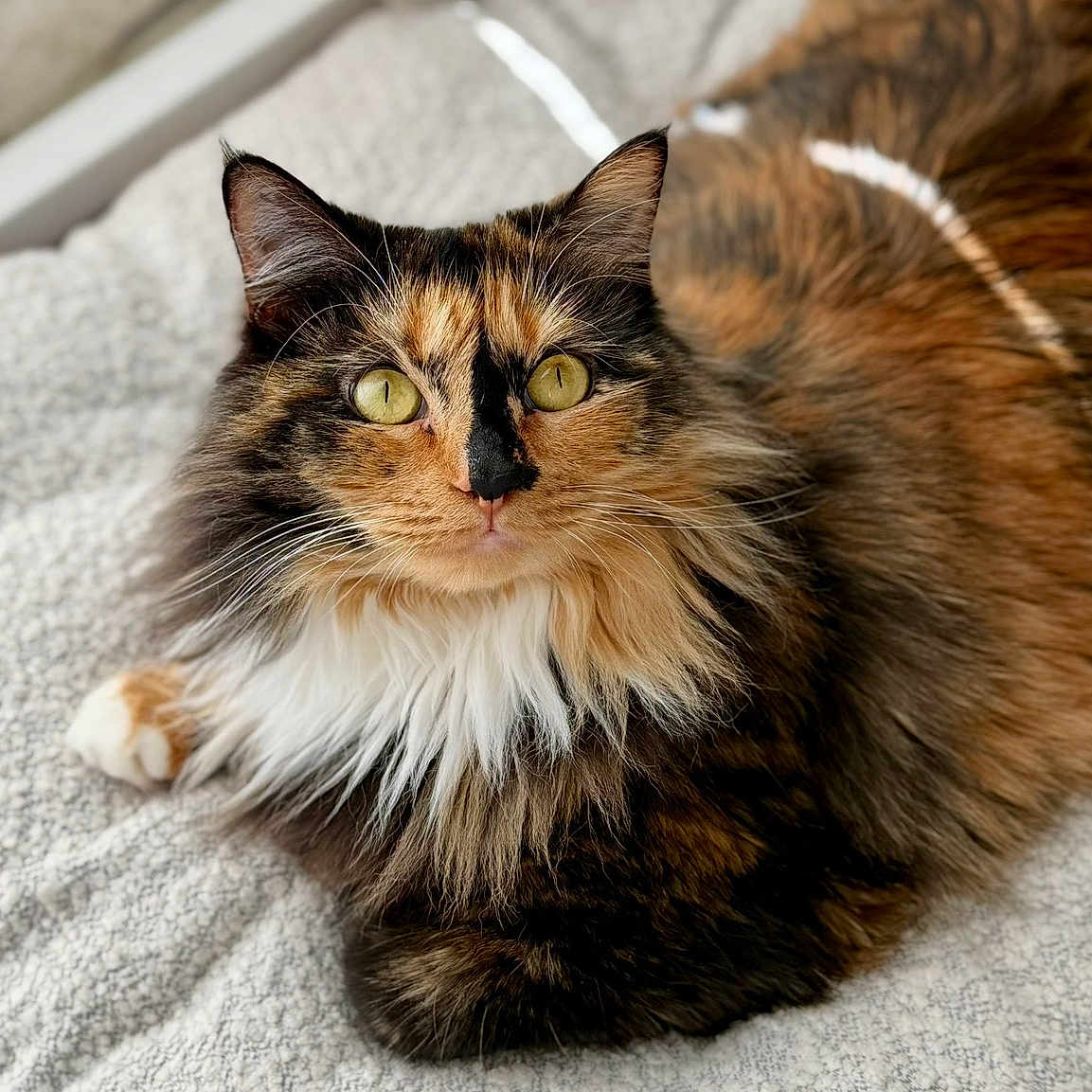 Gia Rae is registered to the contest to win money with this photo: animal, blanket, calico_cat, cat, close_up, cute, domestic_cat, feline, fluffy, fur, green_eyes, indoor, laying_down, mammal, pet, portrait, relaxed, resting, soft_texture, whiskers