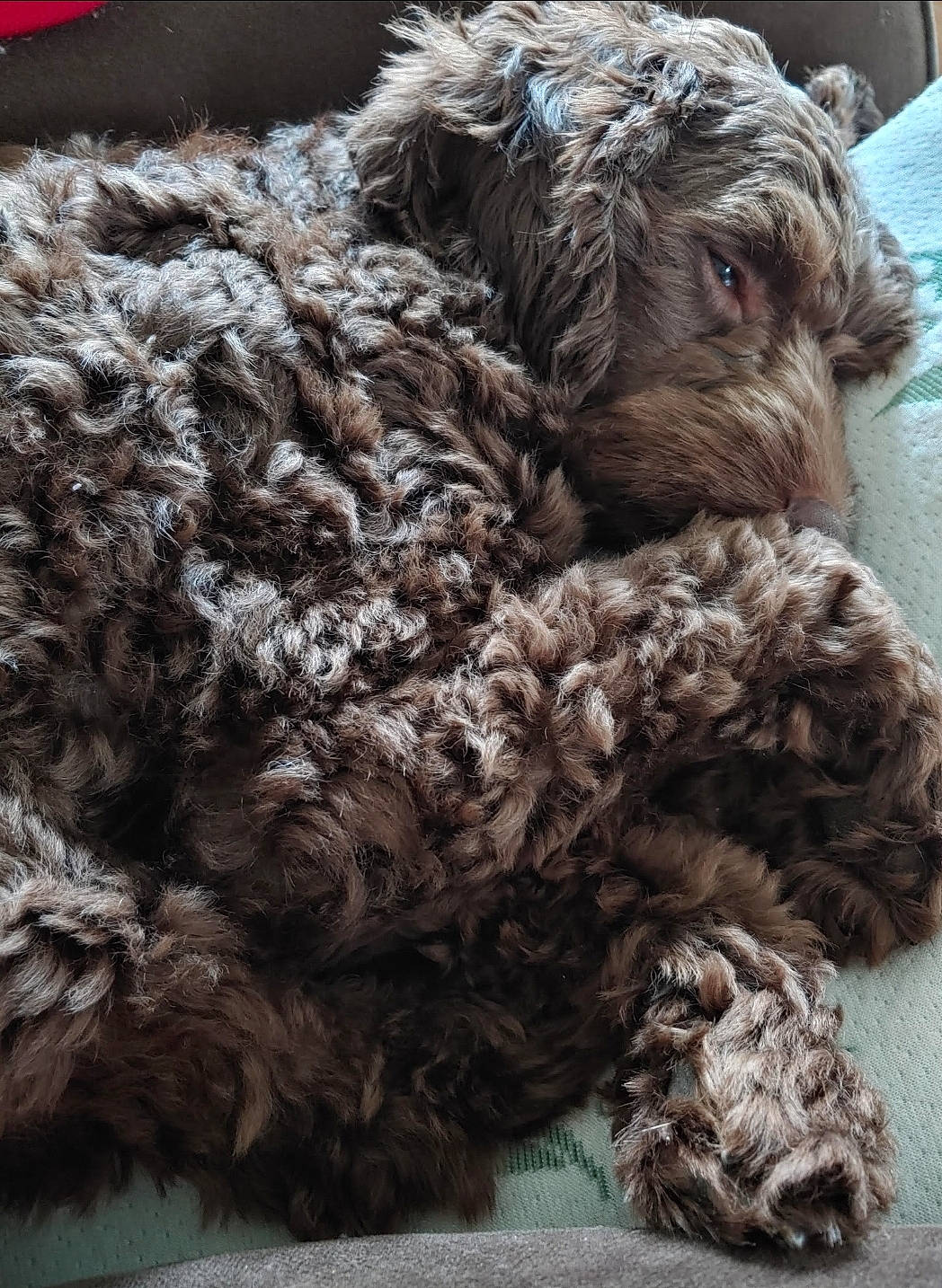 Eddie joined the competition — help win amazing prizes! canidae, carnivore, companion_dog, dog, dog_breed, dog_collar, fur, labradoodle, liver, non_sporting_group, poodle, poodle_crossbreed, snout, sporting_group, terrestrial_animal, terrier, toy_dog, water_dog, wool, working_animal